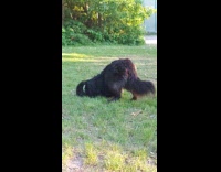 Black dog rub self on the grass