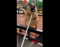 Golden retriever dog enjoy the air compressor