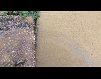 Ants carry dead gecko lizard 