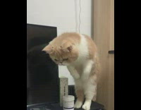 Collab PLC - Orange and white cat standing up looks down