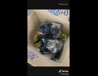 Three pug dogs play grass backyard brindle 