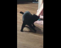 Black cat spins to reach own tail