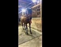 Brown horse flips red bottle lands upright 