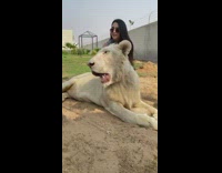 Woman playing with various large felines