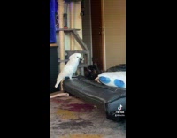 Collab Clips MPUGC - Cockatoo singing to cat on sofa