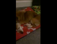 Brown dog sleep dream feet twitch reflex