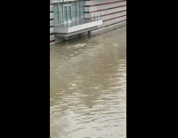 Guys on boat follow deer swimming lake 