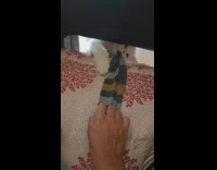 Kitten tries to grab sweater 