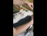 Guy touches whiskers grey white cat lap