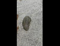 Grey slug crawl slowly on beach sand