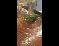 Green lizard reptile eats sugar with tongue 