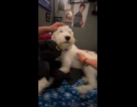 Dog hugging toothless plushie