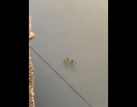 Praying mantis walk dance slow on floor