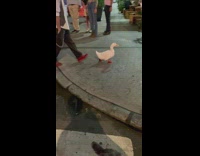 Man walks duck at night in NYC
