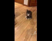 Story about cats leg issues cant walk normally