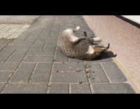 Cat under the sun rolls on ground