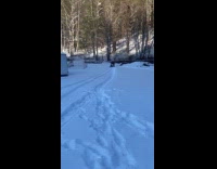 Rooster pushed by owner sleds on ice