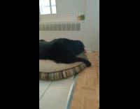 Pet dog lie down and chews its favorite toy