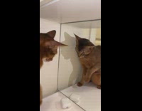 Brown cat digs and scratches mirror paw
