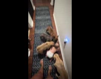Baby crawling around with 5 dogs playing around him 