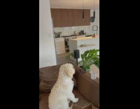 Collab Kale Salad IG - Dog watches guy skateboard in house