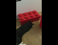 Cat inspecting lego box with another cat hiding under