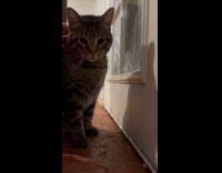 Guy gives scratches to pet tabby cat