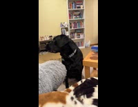 Woman talks to dog stares no reaction
