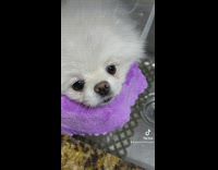 Collab BitchMP - White dog pom getting bath time