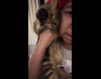 Kitten waves hi to the camera 