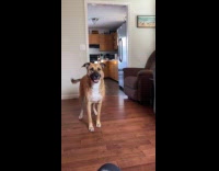 Dog waiting for hooman to throw the ball 