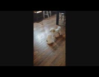 Two puppies play fight inside the house