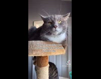 Girl turns grey cat into fur shoes 