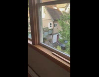 Brown squirrel on metal cage yells window