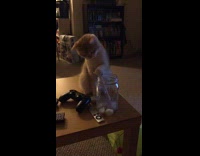 Cat sitting on table drinking water through a straw