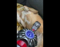 Vacuum brush massage on brown dog belly