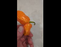 Habanero and Ghost peppers grown inside another
