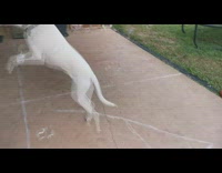 Dog loves to play and pop bubbles 