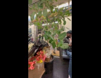 Man transports plenty plants rides the subway