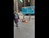 Lady drags brown dog by leash down sidewalk 