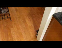 Pet cat jumps on the wall encouraged by the filmer