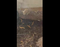 Tree Frog Eats Meal Worm 