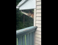 Tabby cat lay on roof gutter downpipe
