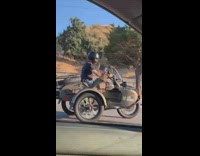 Guy brown motorcycle golden retriever dog sidecar 