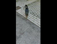 Collab BitchIG2 - Meowing cat approaches girl for pets 