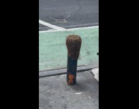Bees all on a pole on sidewalk