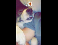 Dog is sleeping with pizza emoji over his face 