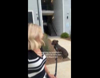 Woman walking roommates dog 