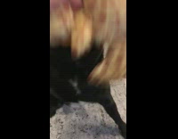 Collab Pets For All - black dog playing with giraffe chew toy 