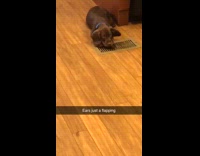 Girl watches dogs ears fly up vent 